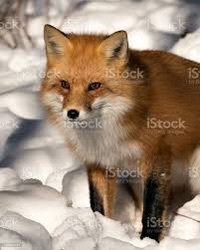 vulpine means fox